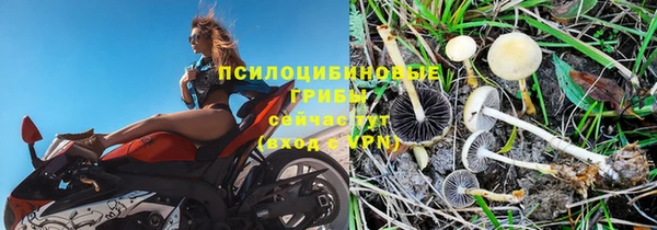 шишки Беломорск